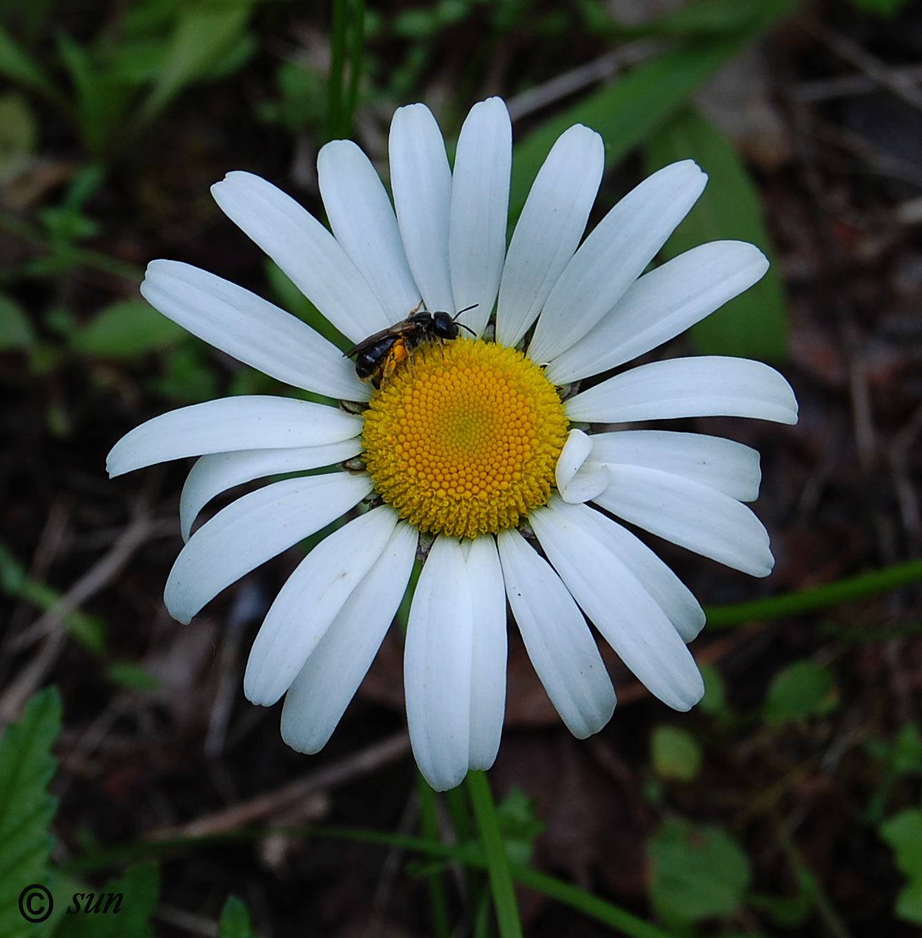 Image of Anthemis ruthenica specimen.