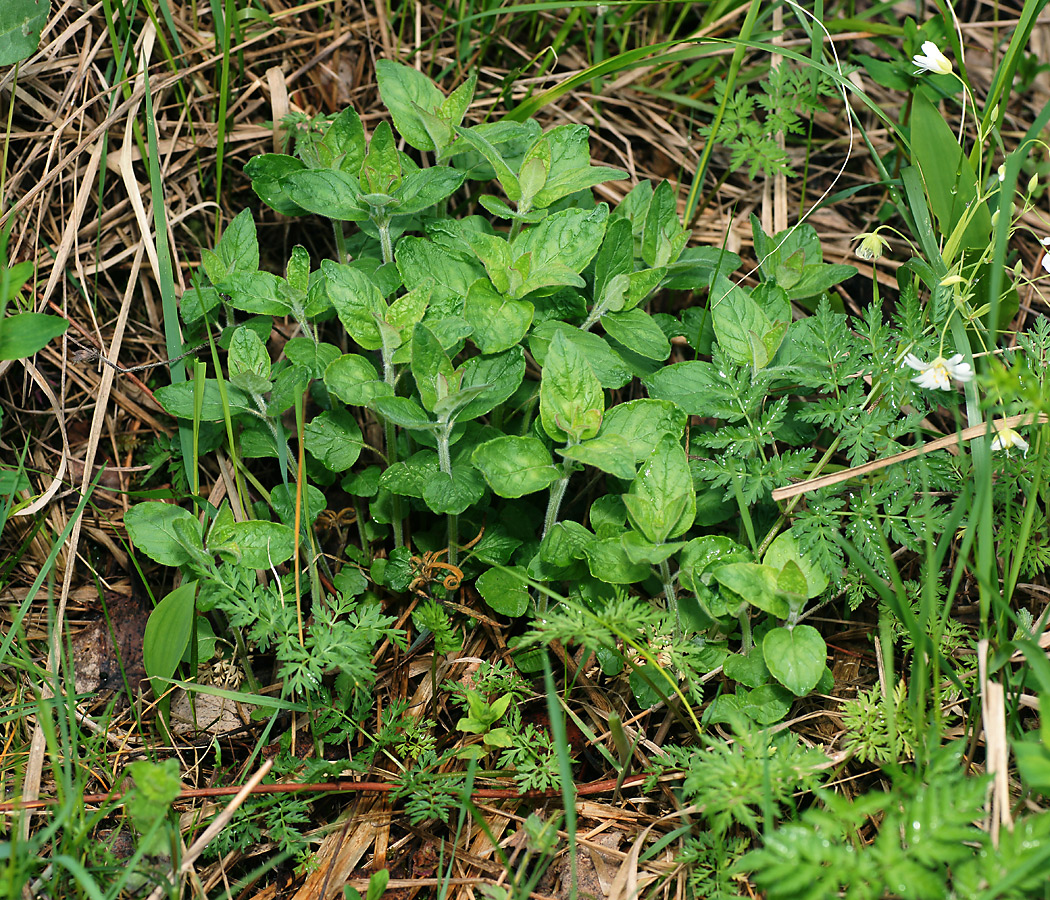 Image of Clinopodium vulgare specimen.