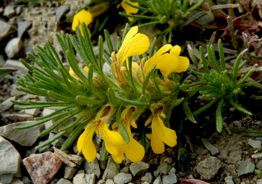 Image of Ajuga chia specimen.