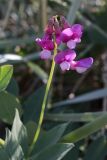 Lathyrus japonicus подвид maritimus. Соцветие. Ленинградская обл., побережье в окр. ст. Бронка, песчаный пляж. 08.08.2009.