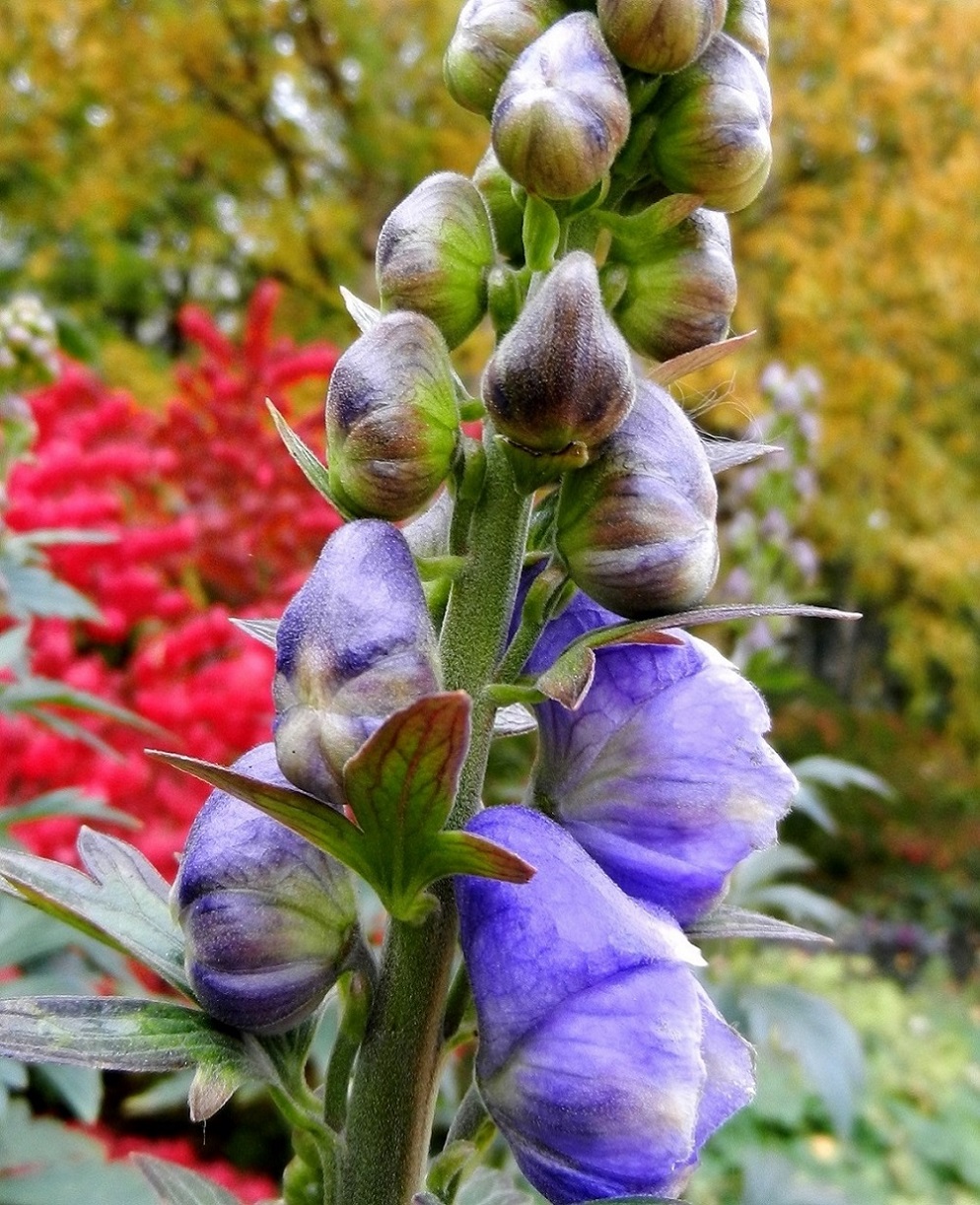 Изображение особи Aconitum bodinieri.