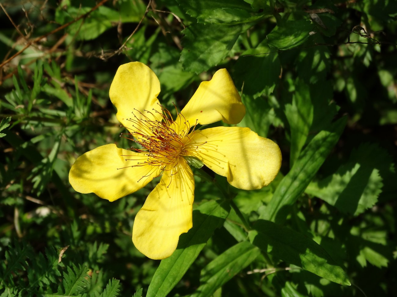 Image of Hypericum gebleri specimen.