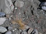 Festuca vivipara. Растение на осыпающемся каменистом склоне. Исландия, национальный парк Ватнайокюдль (южная часть), окр. ледника Скафтафельсйокюдль. 04.08.2016.
