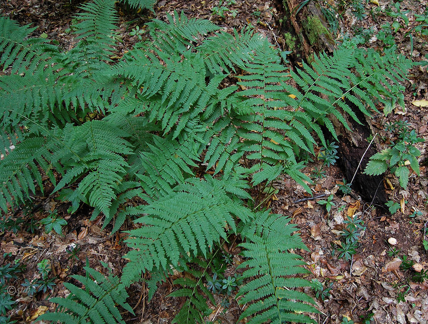 Изображение особи Dryopteris filix-mas.