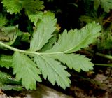 Potentilla supina