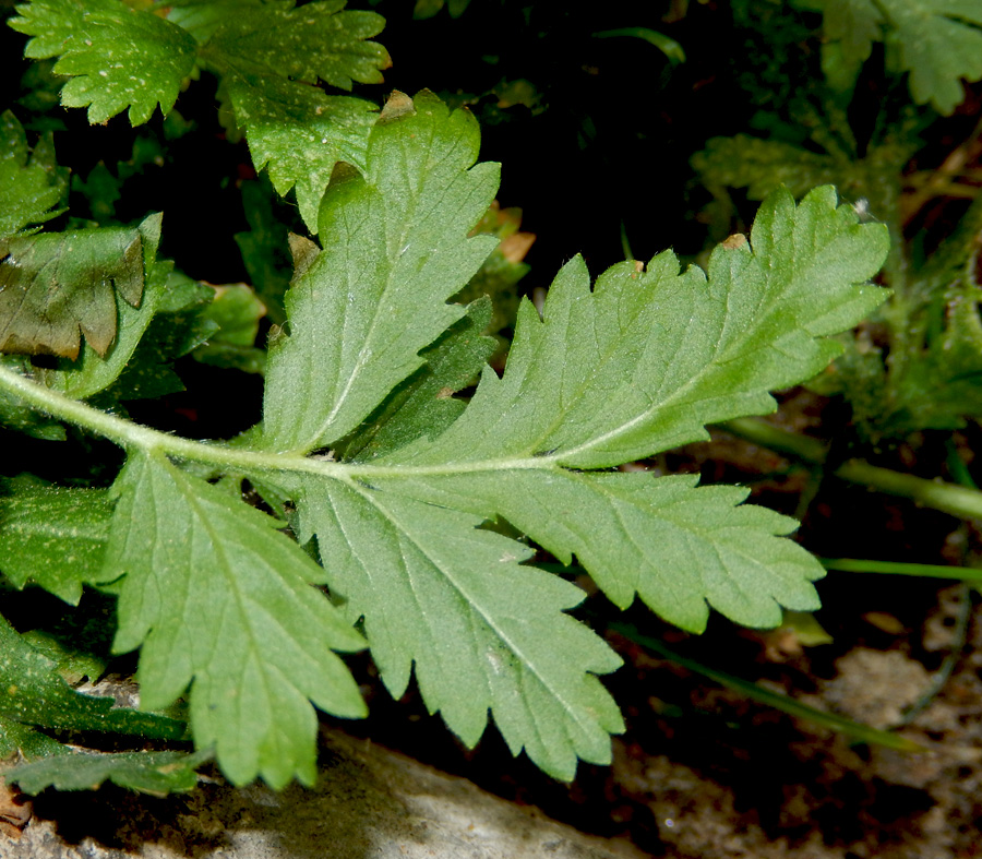 Image of Potentilla supina specimen.