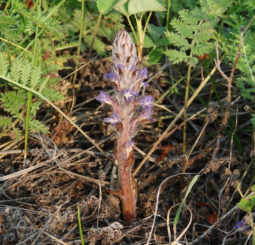 Image of Orobanche coerulescens specimen.