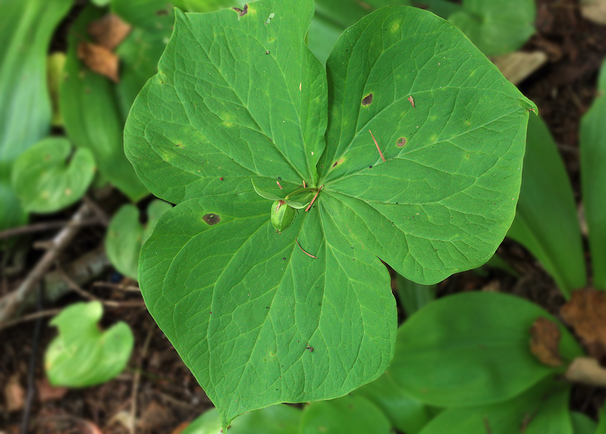 Image of Trillium tschonoskii specimen.