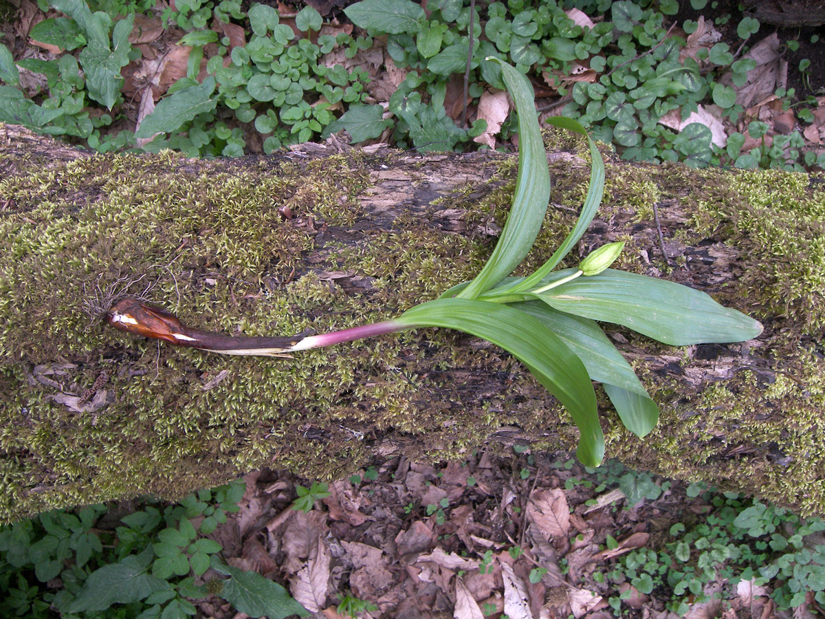 Изображение особи Colchicum woronowii.