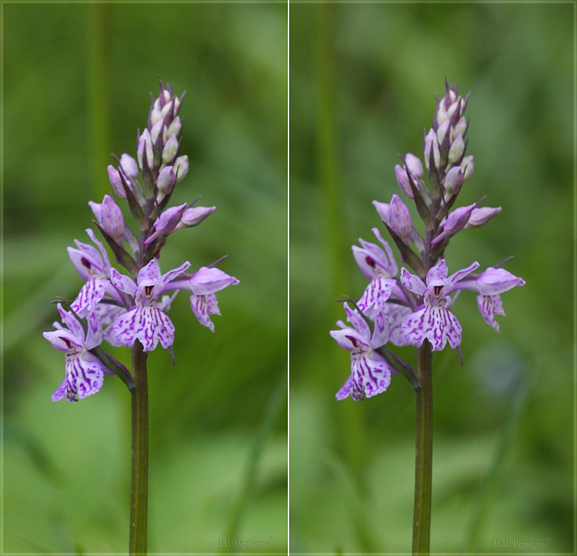 Image of Dactylorhiza fuchsii specimen.