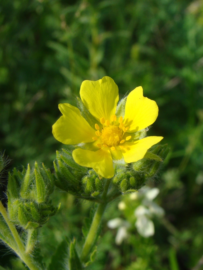 Изображение особи Potentilla recta.