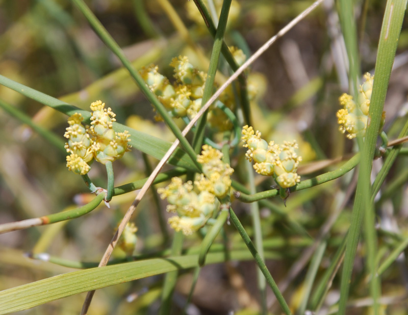 Image of Ephedra distachya specimen.