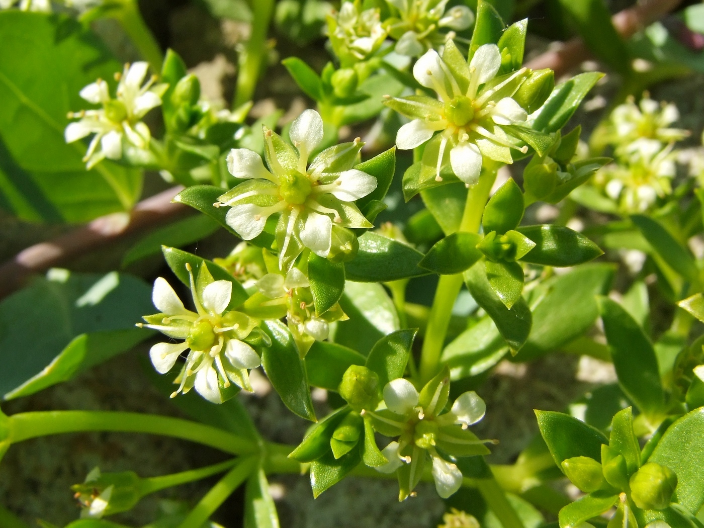 Image of Honckenya peploides ssp. major specimen.