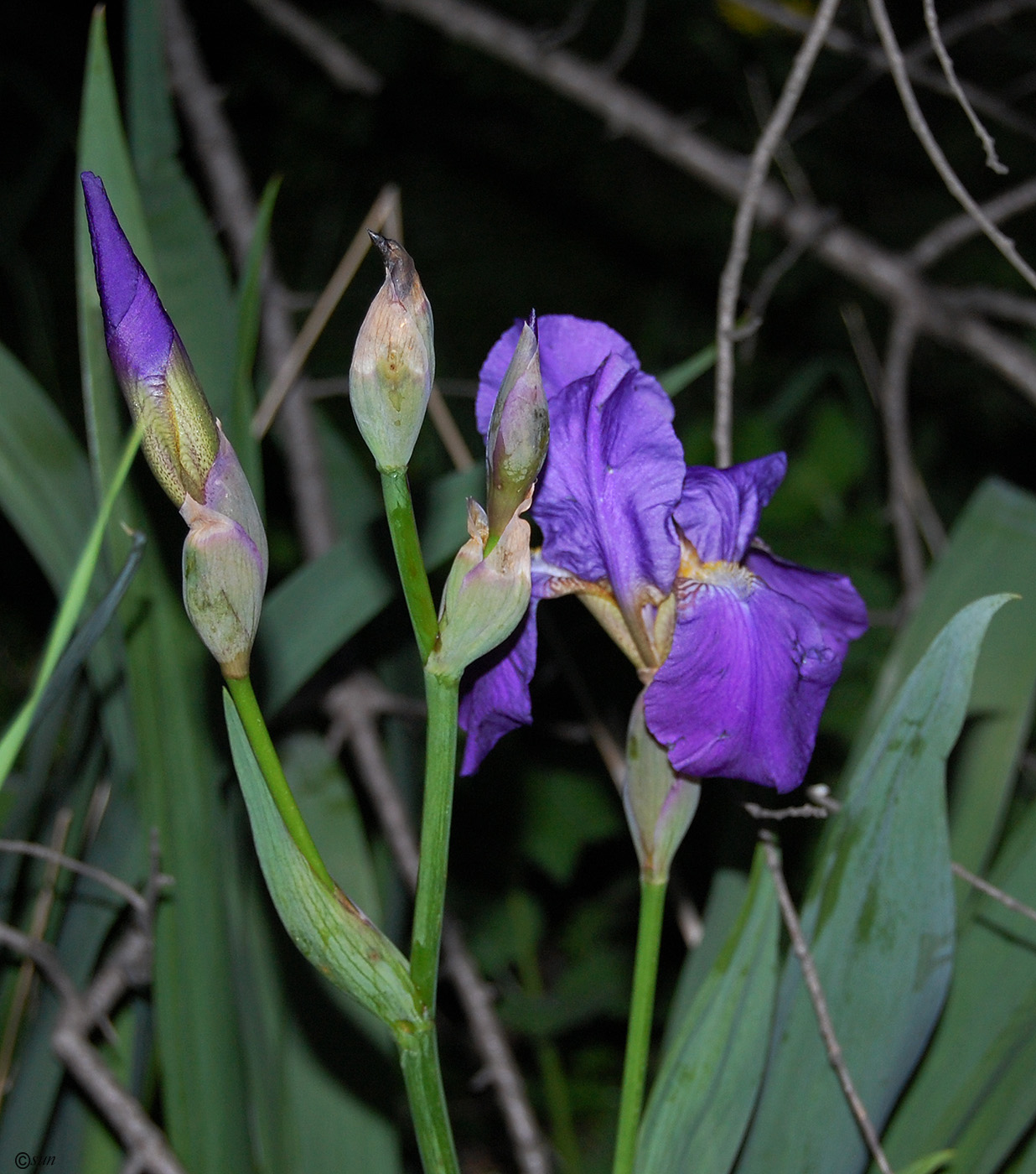 Image of Iris nyaradyana specimen.