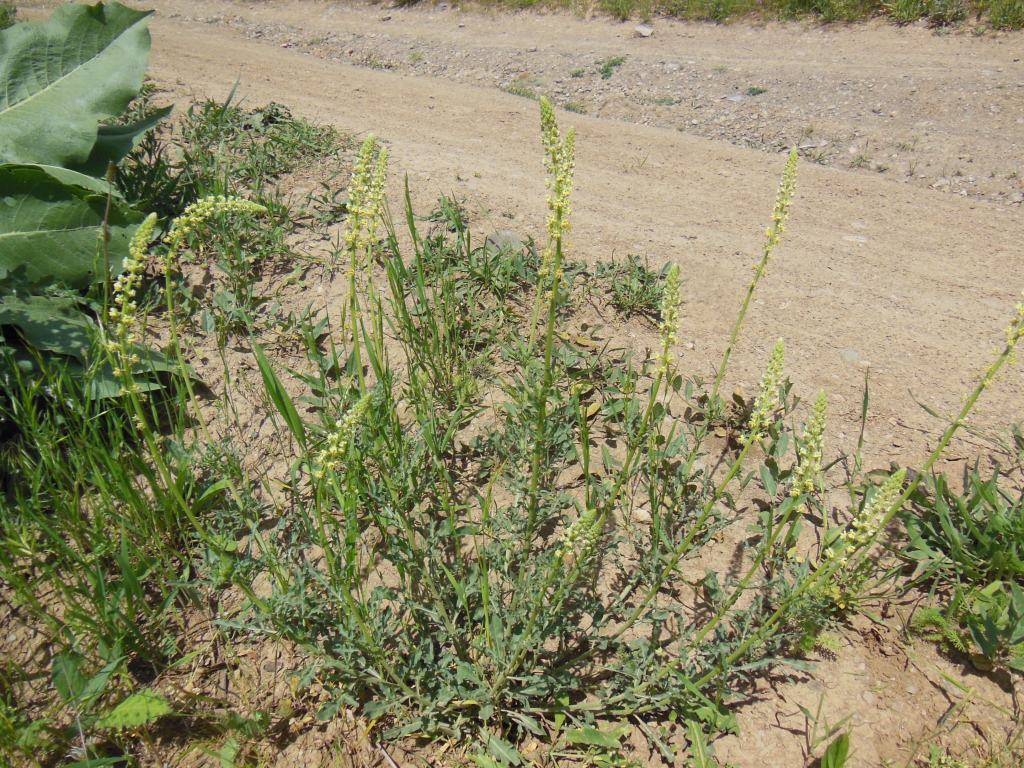 Image of Reseda lutea specimen.