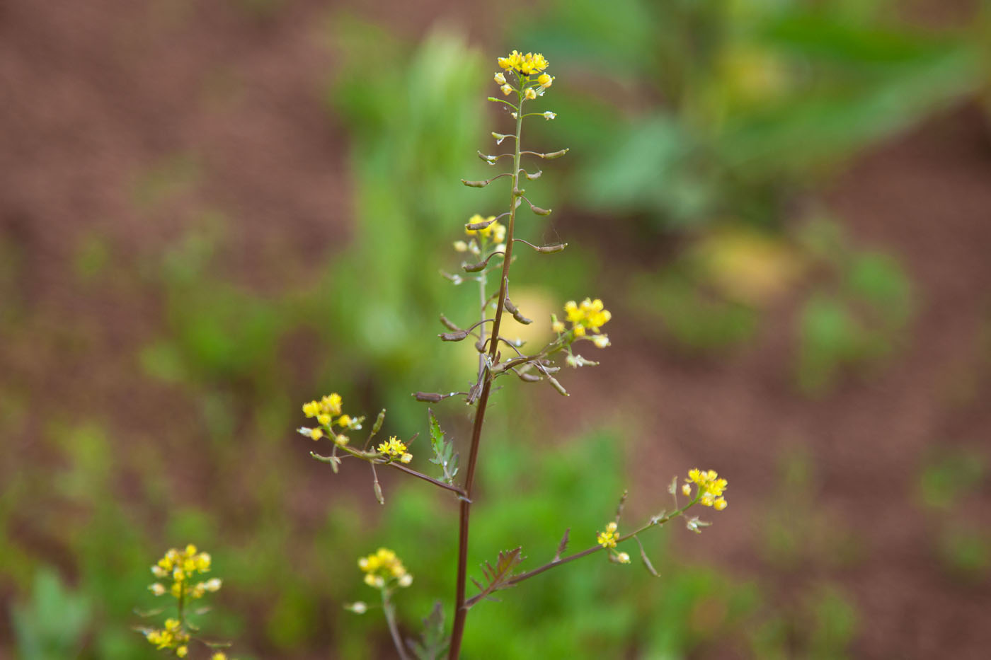 Изображение особи Rorippa palustris.