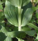 Epipactis helleborine subspecies degenii