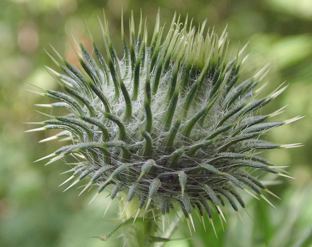 Изображение особи Cirsium vulgare.