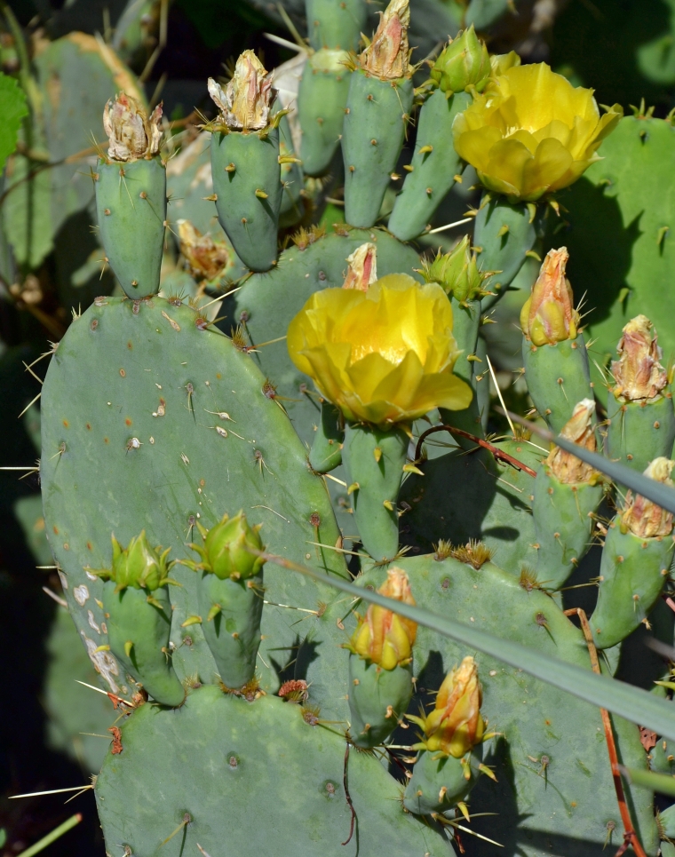 Изображение особи Opuntia discata.