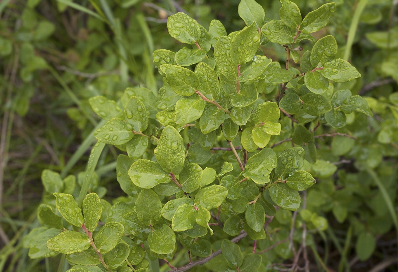 Image of Vaccinium ovalifolium specimen.