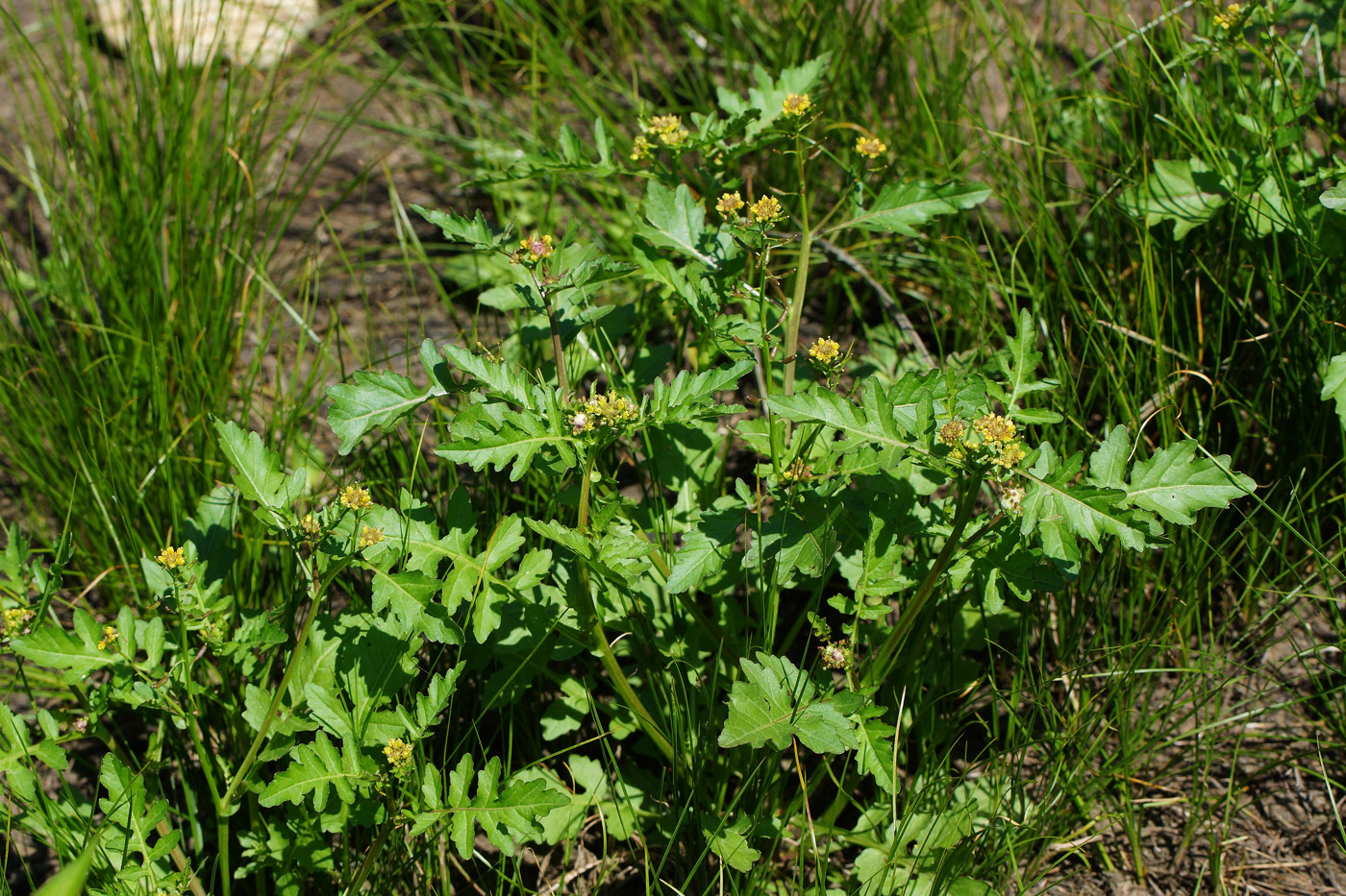 Image of Rorippa palustris specimen.