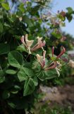 Lonicera caprifolium