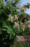 View full-size image Lonicera caprifolium