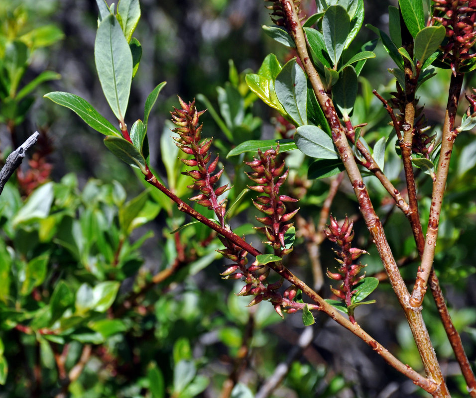 Image of genus Salix specimen.