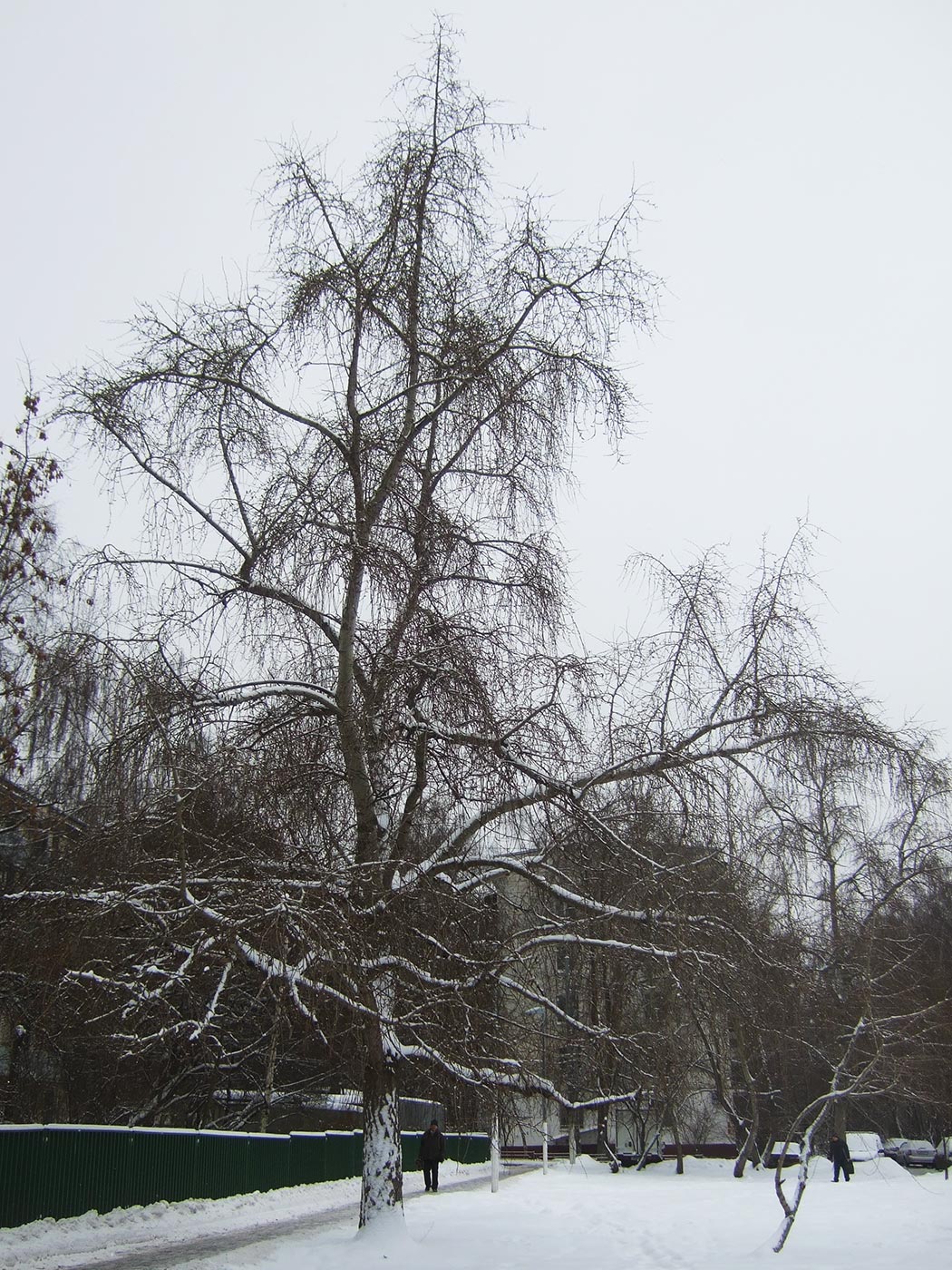 Image of Populus &times; rasumowskiana specimen.