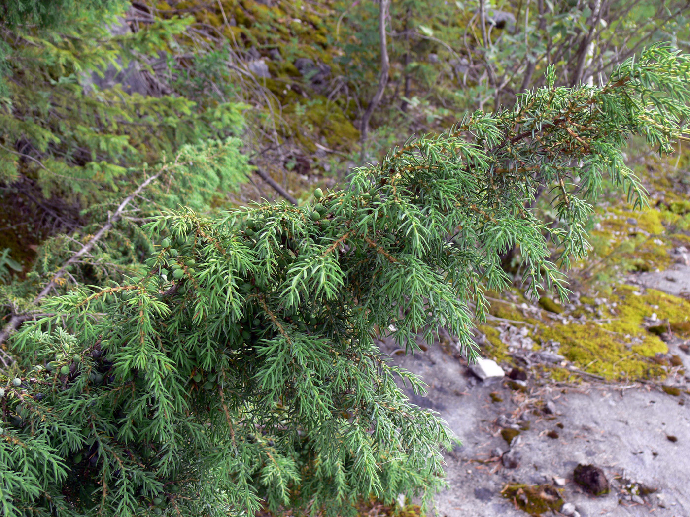 Image of Juniperus communis specimen.