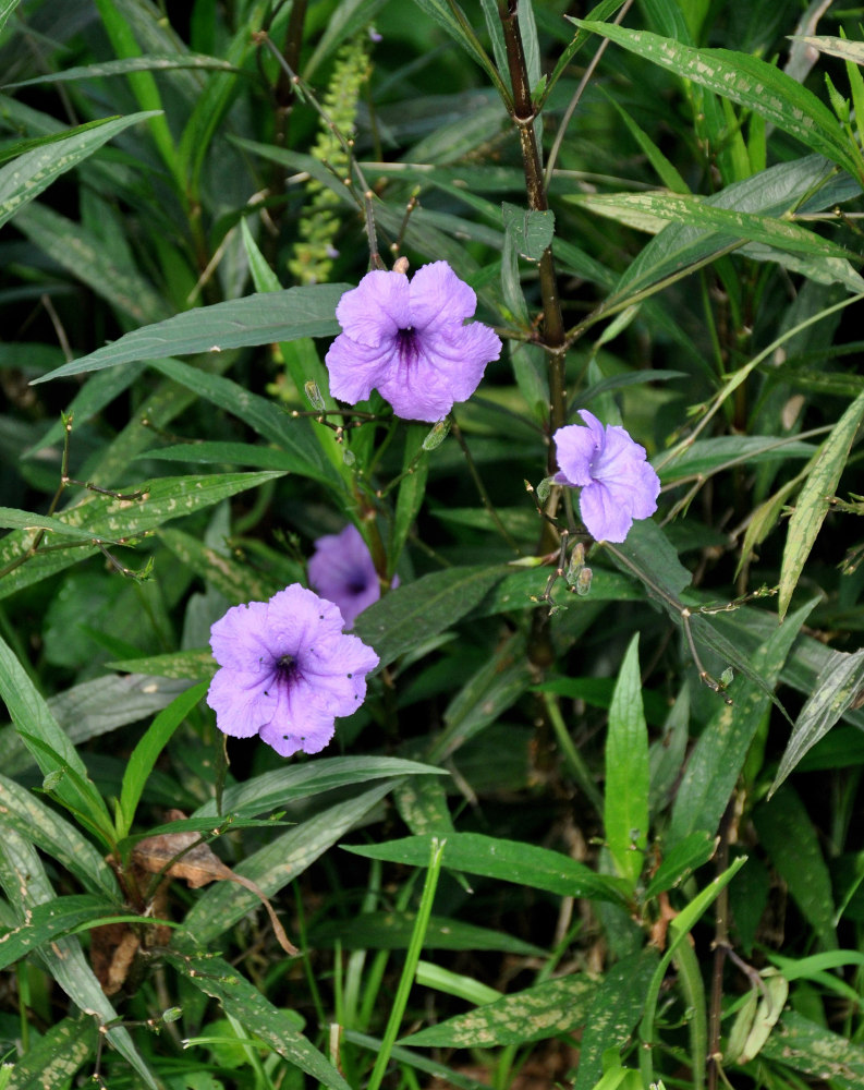 Image of Ruellia simplex specimen.