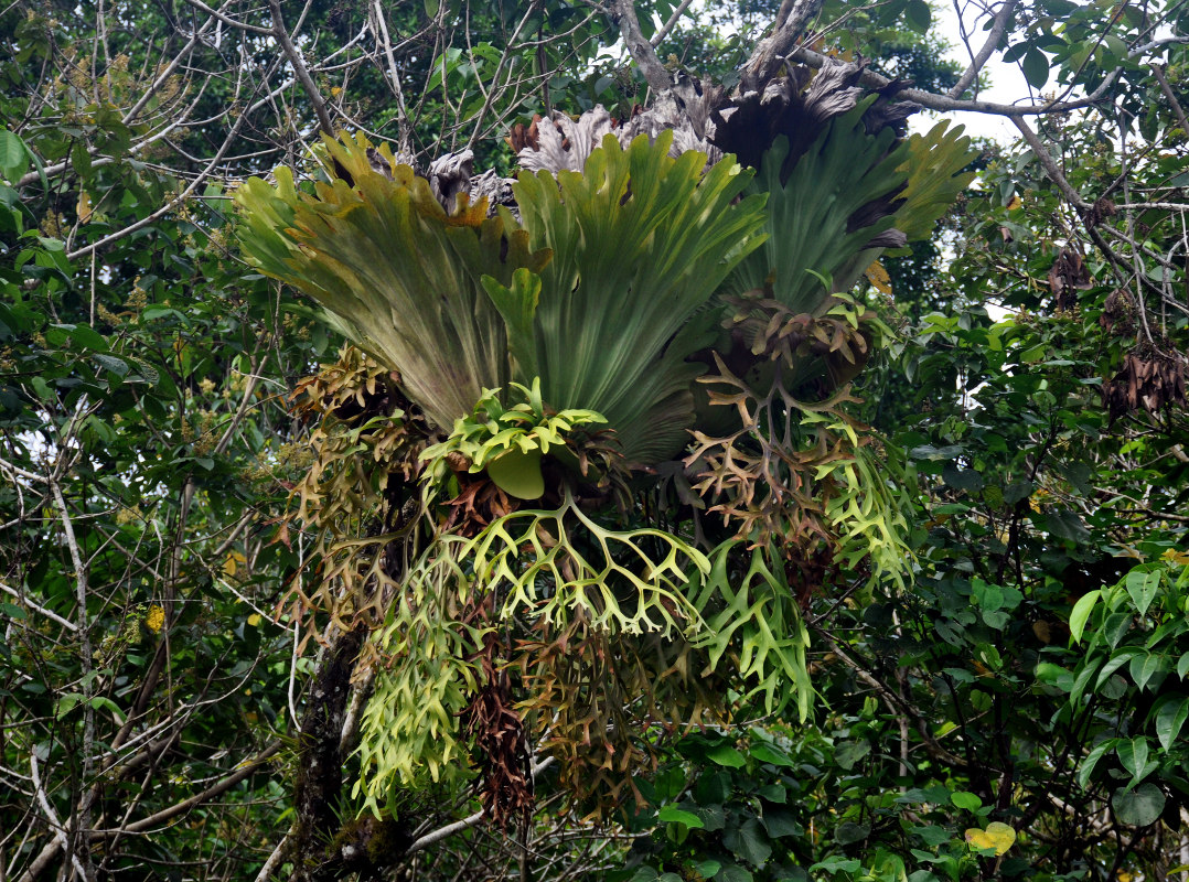 Image of Platycerium coronarium specimen.