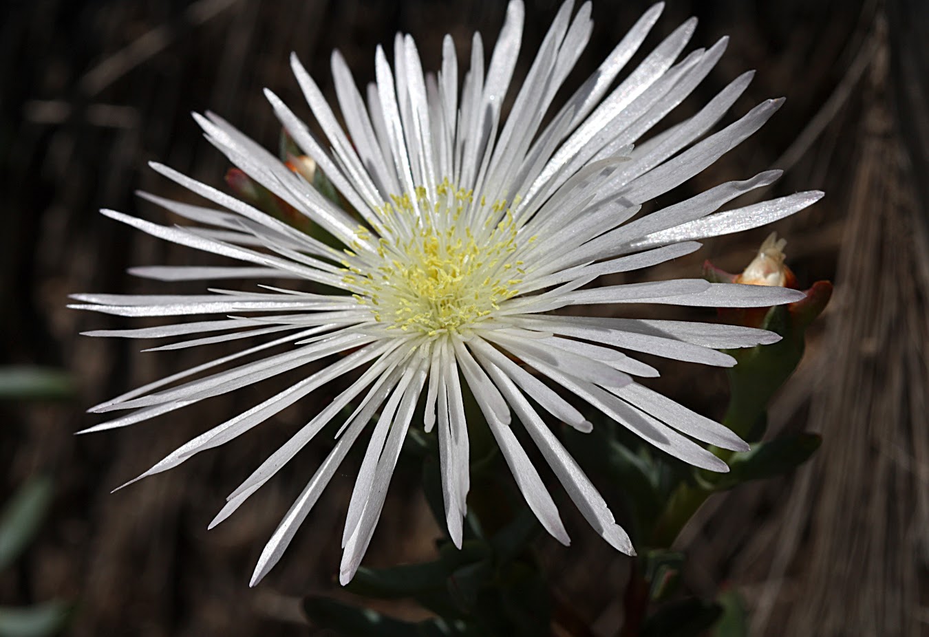 Image of familia Aizoaceae specimen.