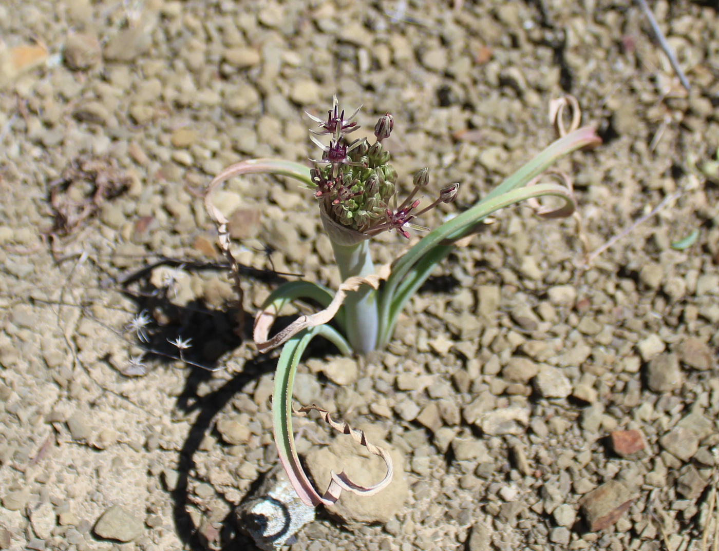 Image of Allium helicophyllum specimen.