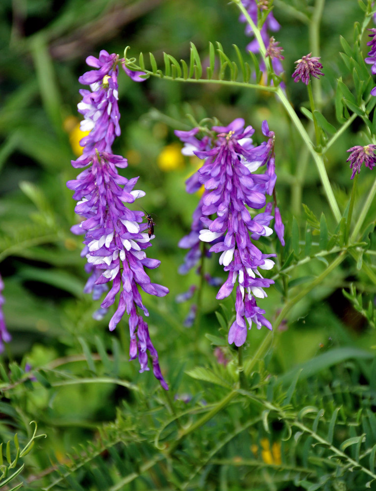 Image of Vicia tenuifolia specimen.