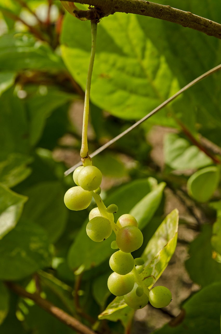 Image of Schisandra chinensis specimen.