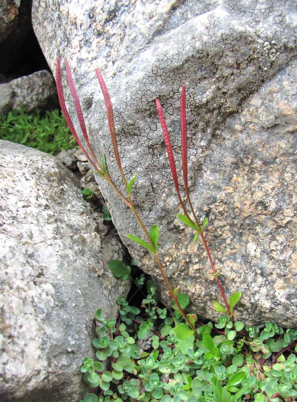 Изображение особи Epilobium anagallidifolium.