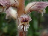 Orobanche pubescens