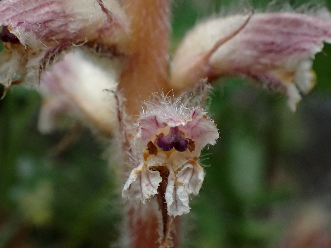 Изображение особи Orobanche pubescens.