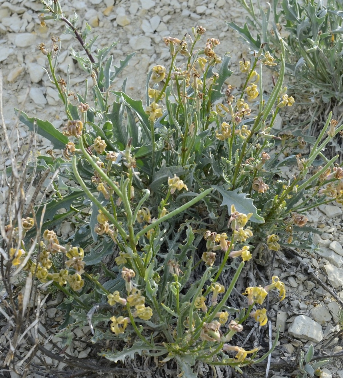 Image of Matthiola fragrans specimen.