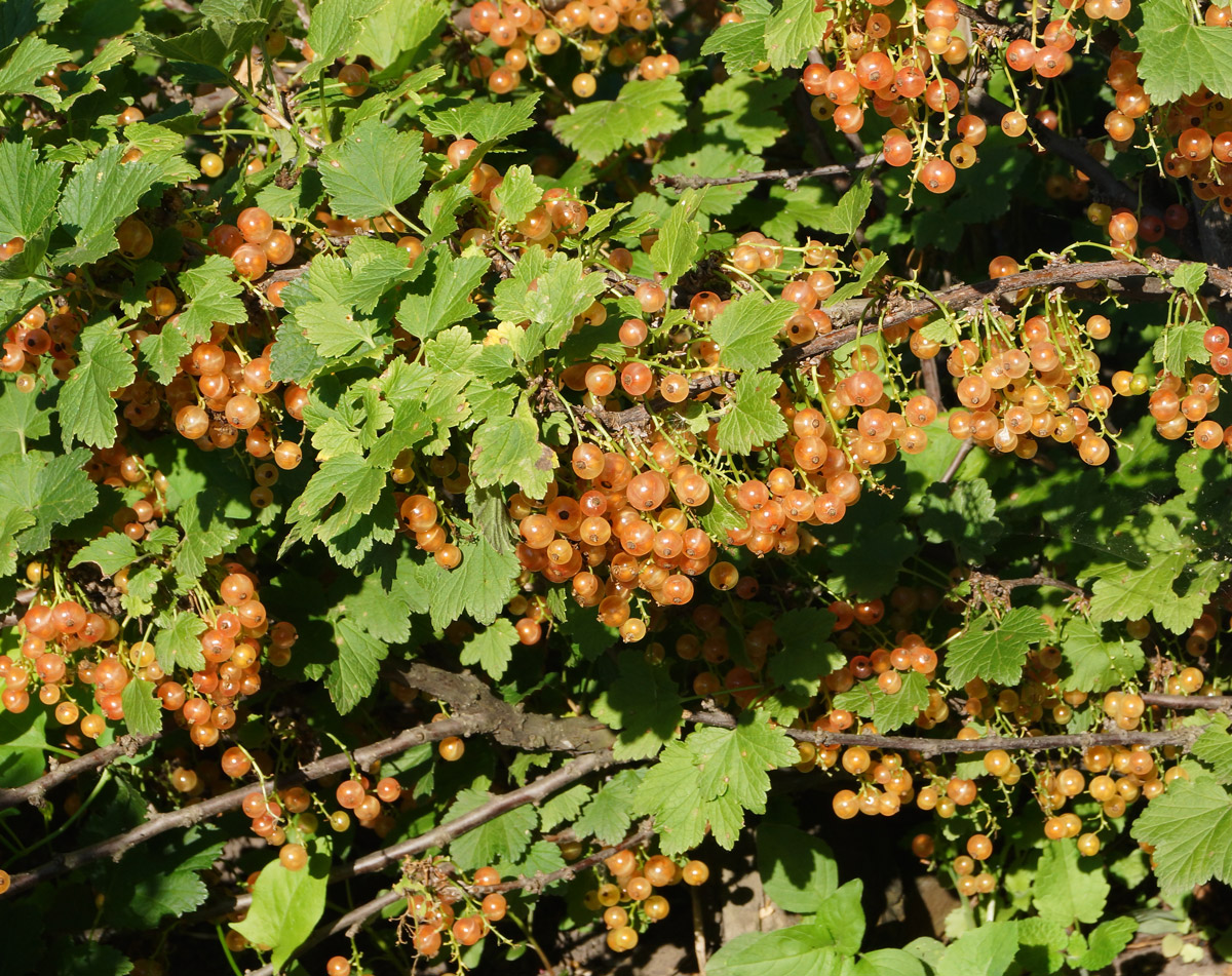 Image of Ribes rubrum specimen.