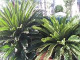 Смотреть изображение Cycas revoluta