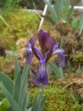 Iris glaucescens