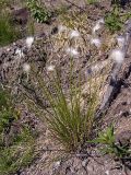 Eriophorum vaginatum