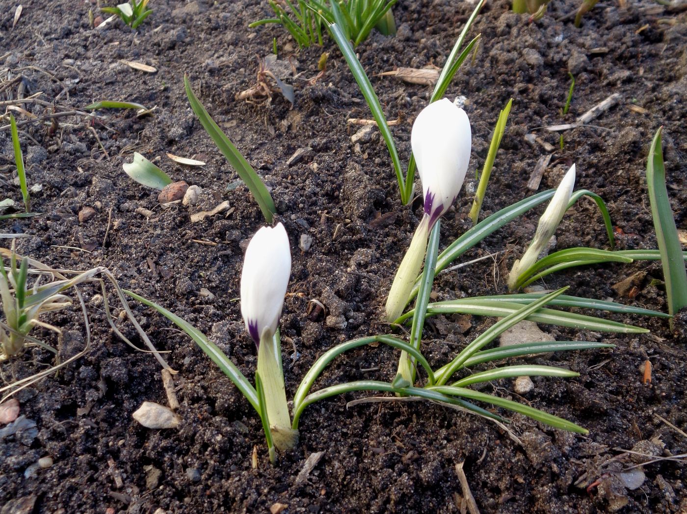 Image of Crocus vernus specimen.