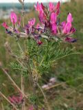 Astragalus cornutus. Верхушка цветущего растения. Татарстан, г. Бавлы. 18.05.2010.