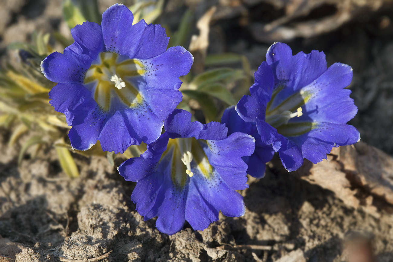 Image of Gentiana grandiflora specimen.