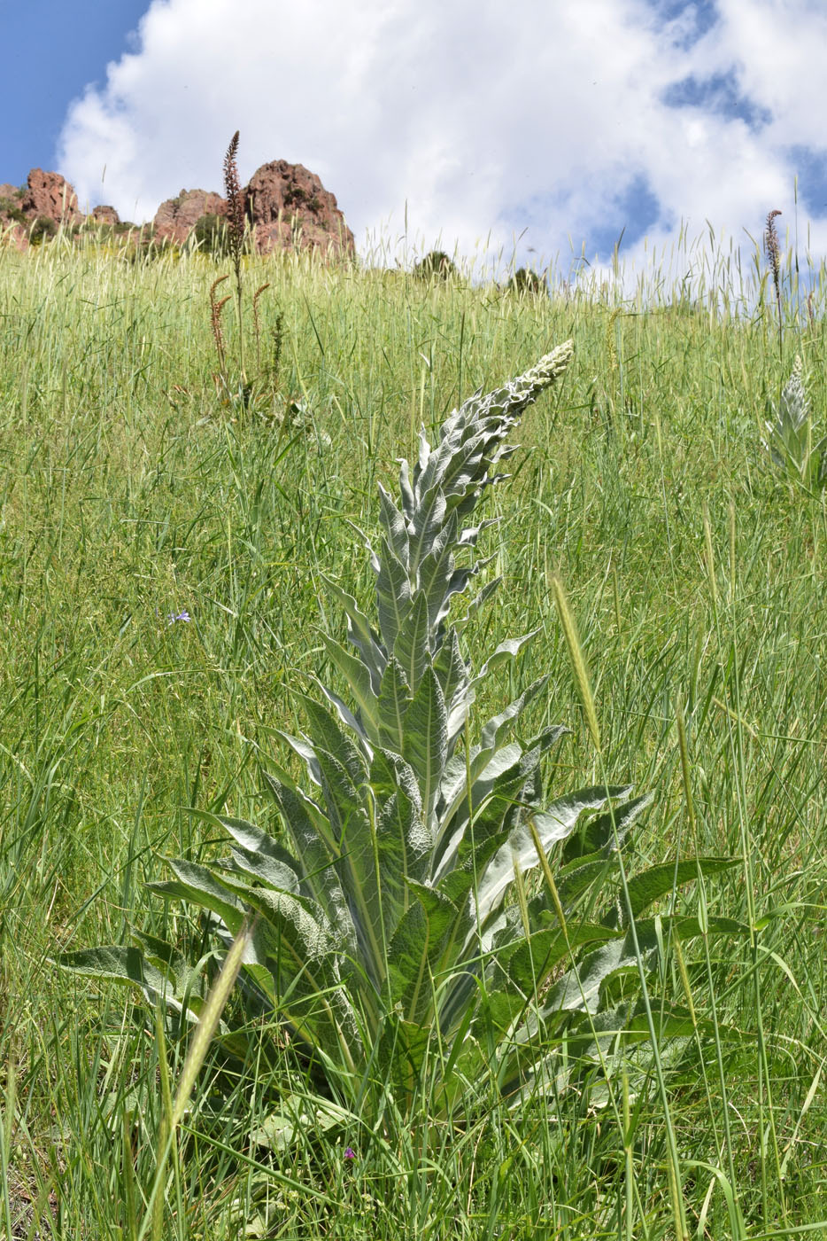 Image of Verbascum songaricum specimen.