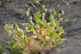 Astragalus terrae-rubrae