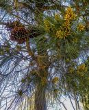 Pinus brutia. Часть ветви с раскрывшимися шишками и микростробилами. Испания, г. Мадрид, Королевский ботанический сад, в культуре. 18.04.2018.